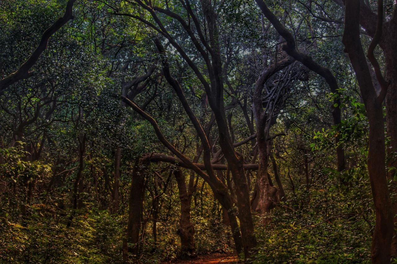 Matheran Forest